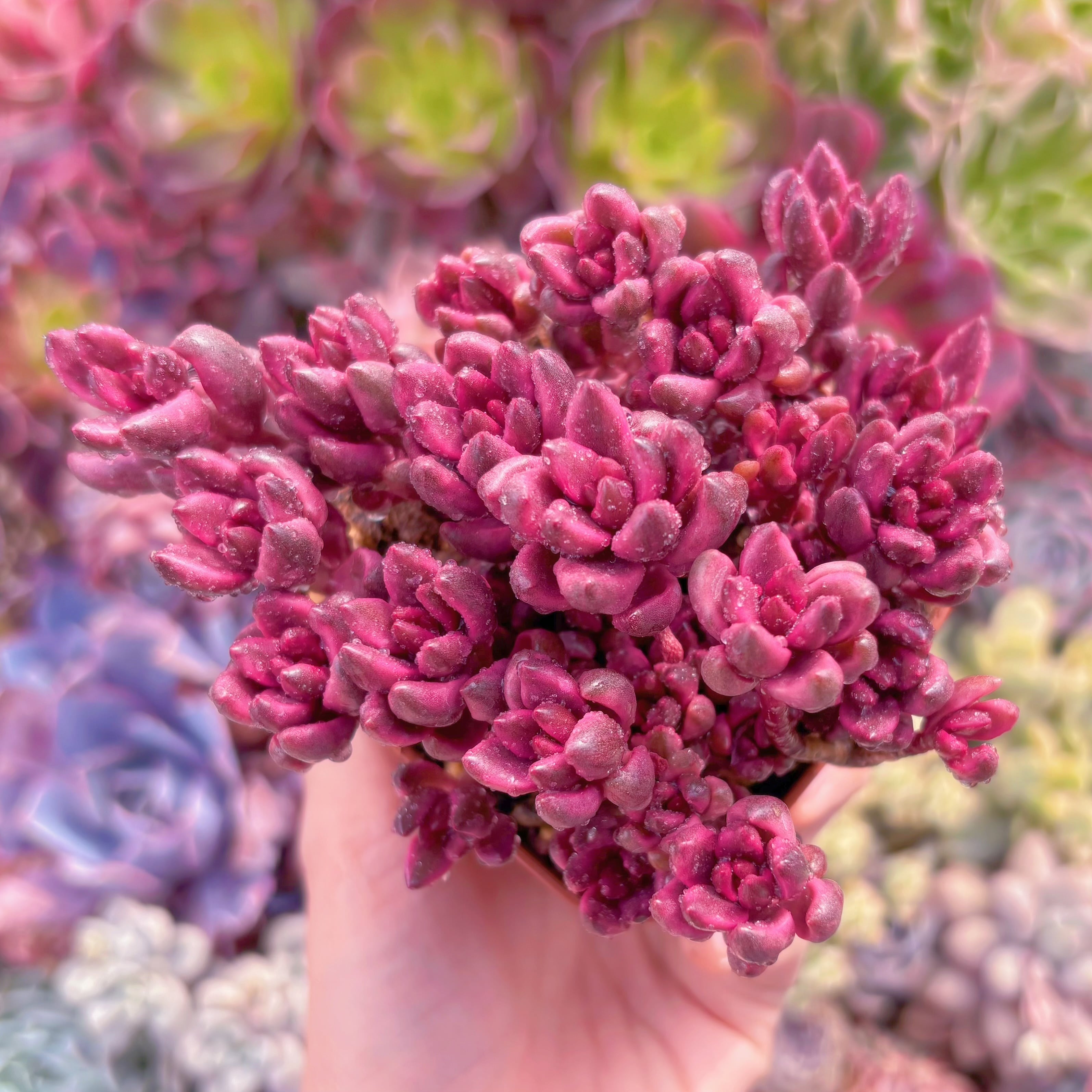 現品　チョコレート錦#A87　群生　るる農園