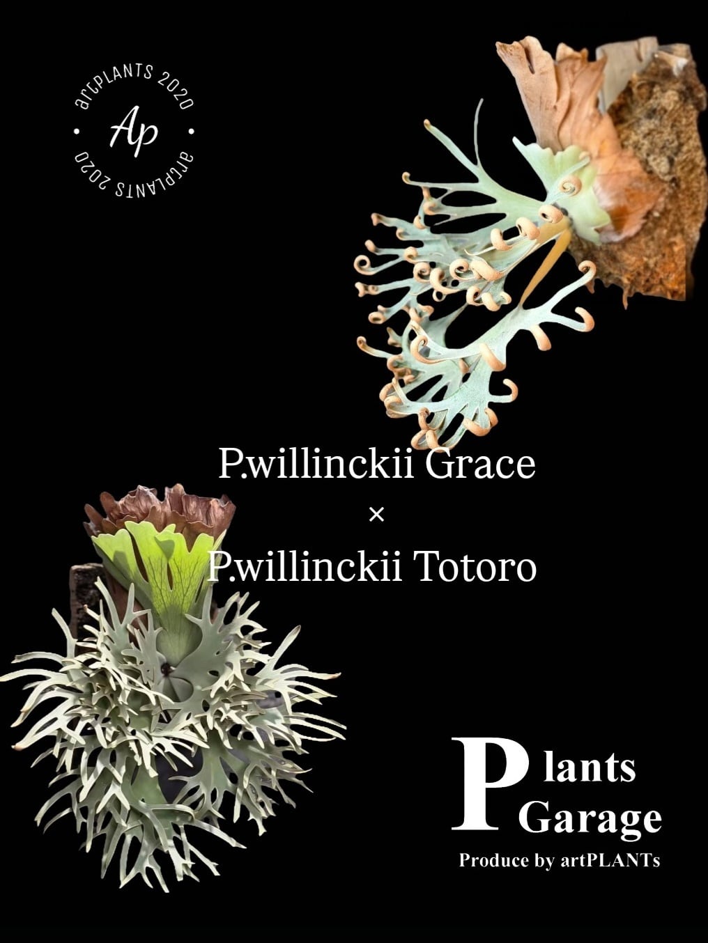 P.Hillii Spore #22 〈Yot #22〉【artPLANTs】ビカクシダ/Platycerium