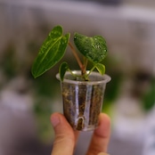 Anthurium Carlablackiae / アンスリウム カーラブラッキー⑱│観葉植物