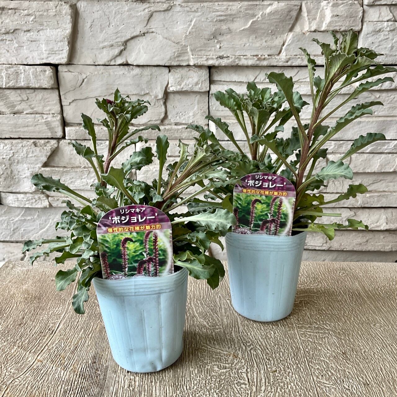 リシマキア ボジョレー 3寸ポット 橋本種苗園