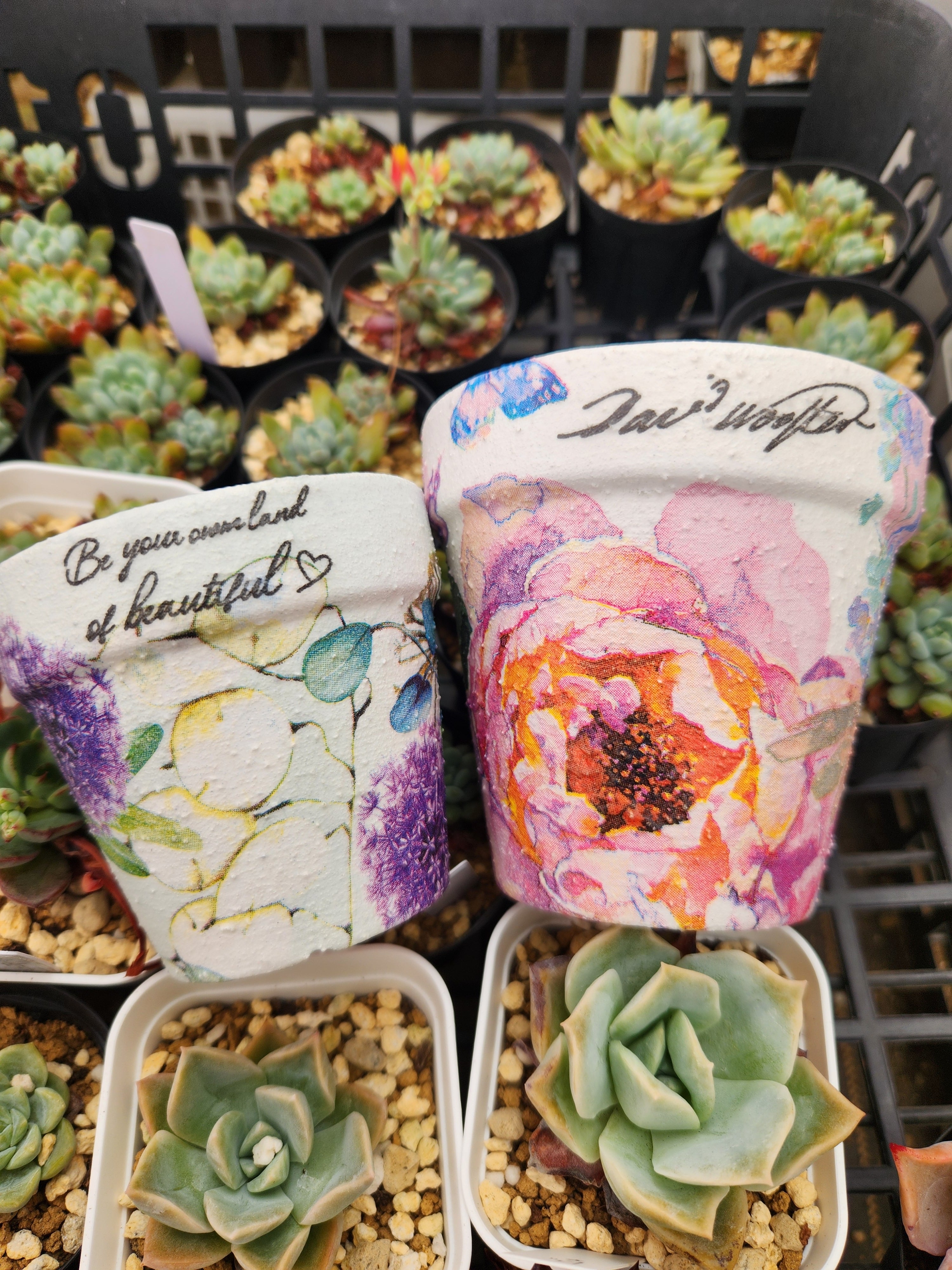 No.484 ❁ロンリーダック❁ 苗 多肉植物 寄せ植え No.484 ❁ロンリーダック❁ 苗 多肉植物 寄せ植え 観葉植物