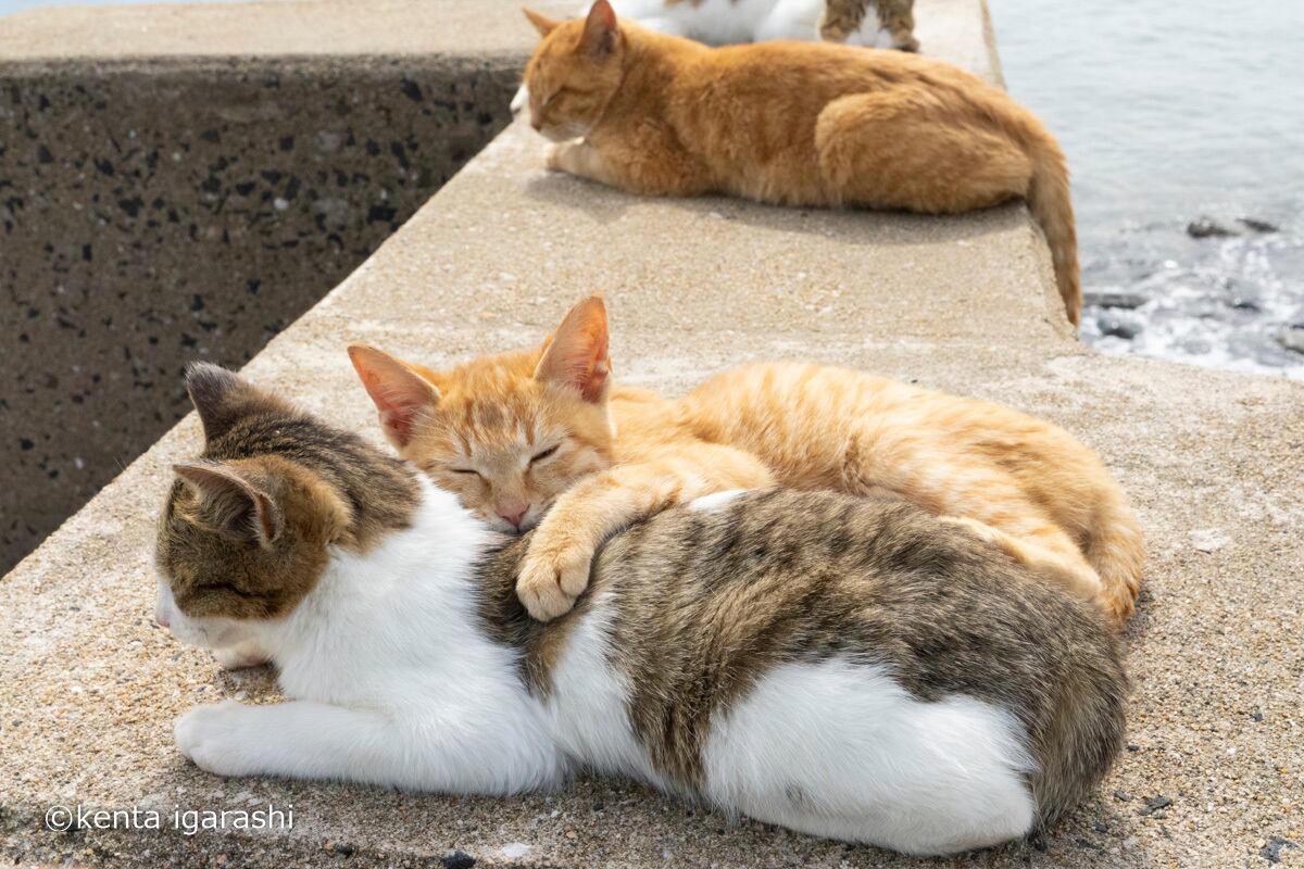 写真集「飛び猫・にゃんこ島編」(送料無料) | 猫雑貨屋 飛び猫商店 写真集「飛び猫・にゃんこ島編」(送料無料) | 猫雑貨屋 飛び猫商店