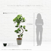 ウンベラータ 160㎝［人工観葉植物・フェイクグリーン・8号鉢］