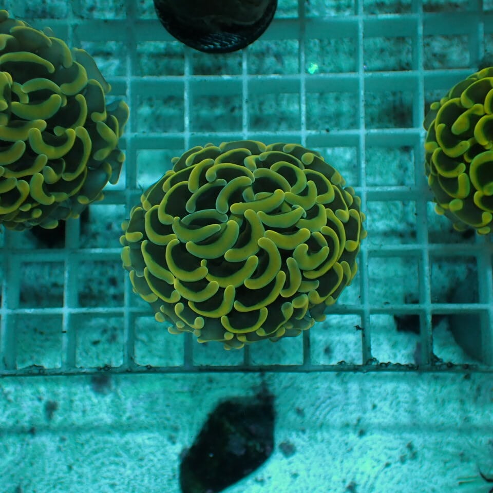 アザミハナガタサンゴ n346 アザミハナガタサンゴ | HOUSE REEF(ハウスリーフ)サンゴ・海水魚