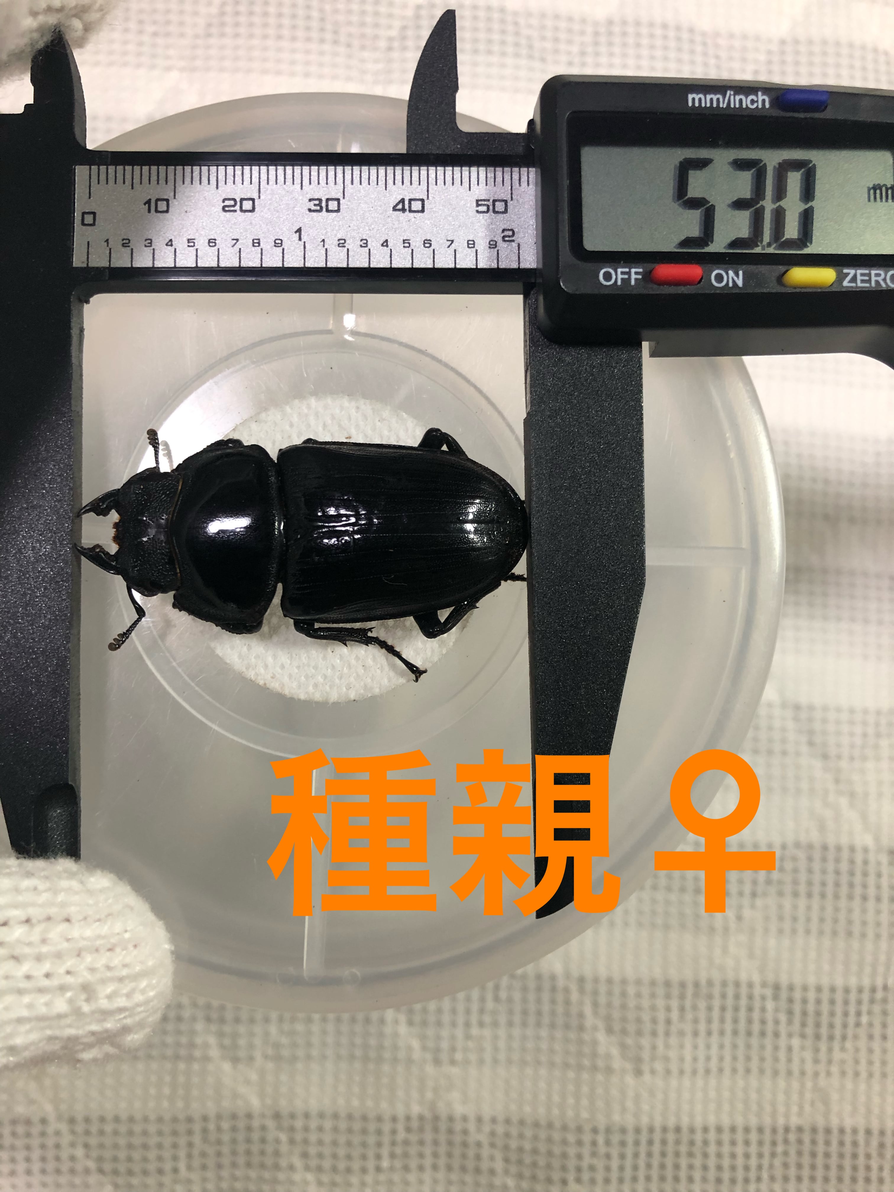 ご確認ページです(^○^) NTT西日本】SmartNetcommunity αZXII type S / type M(ビジネスフォン