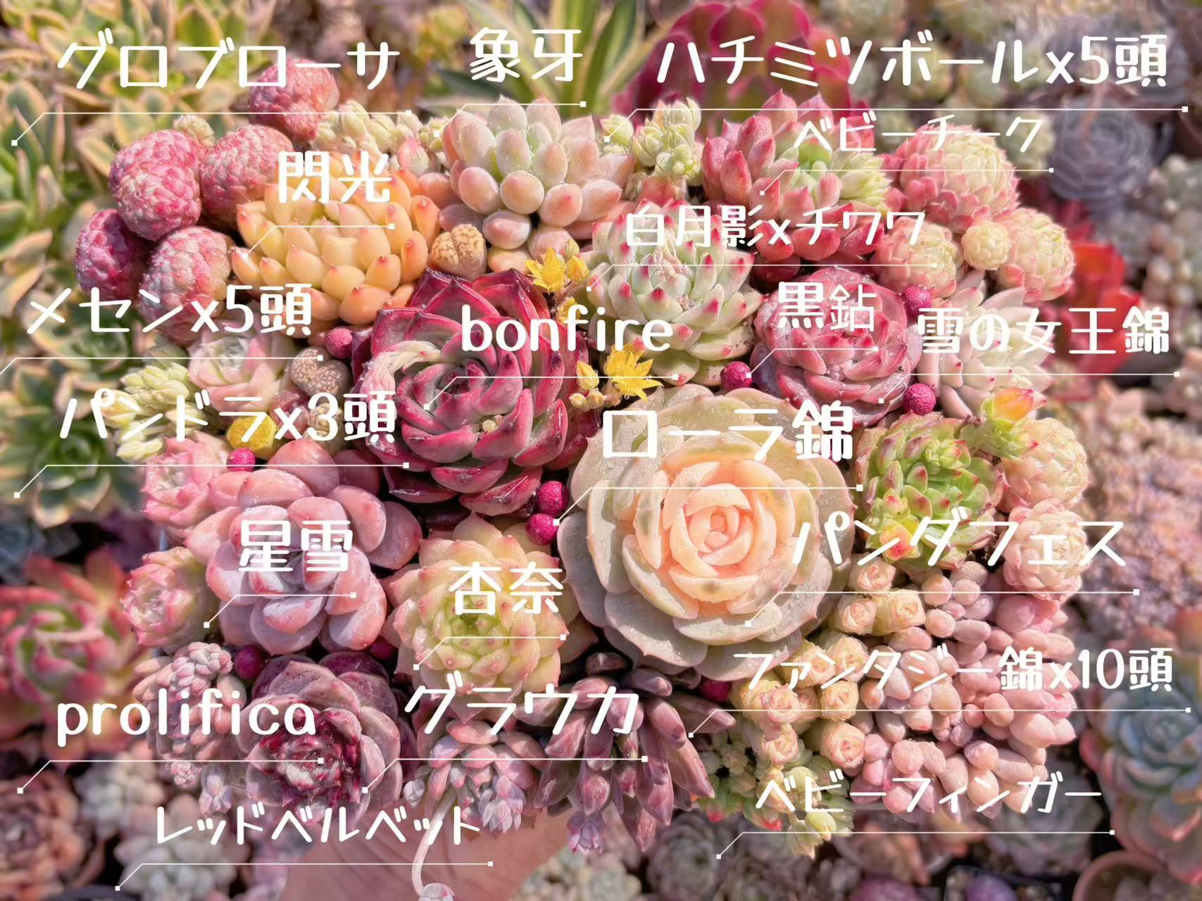 ☆Spring~20種セット☆第2弾 | るる農園~多肉植物専門