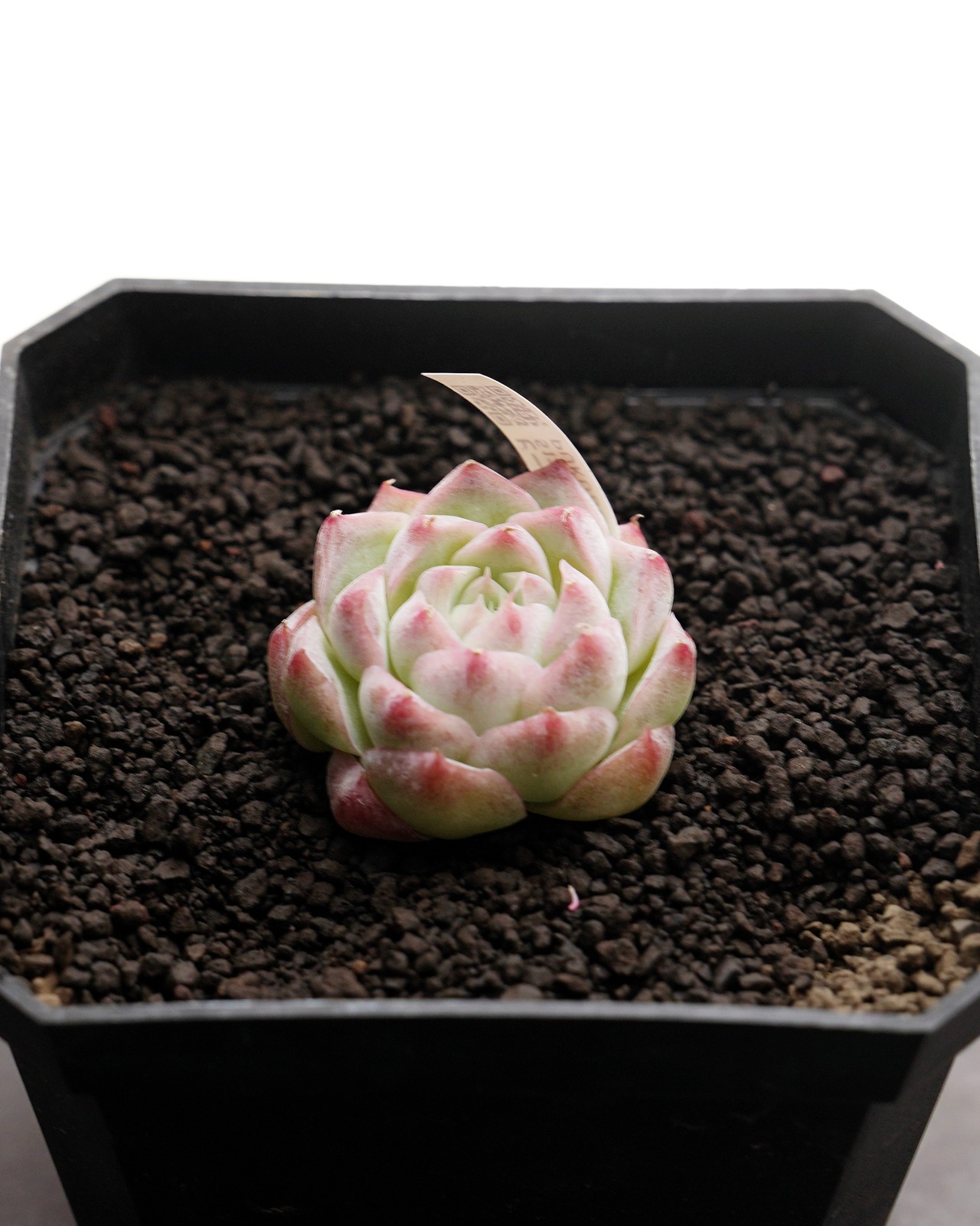 カット苗 ピーチクイーン Echeveria 'Peach Queen'