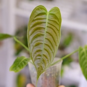 アンスリウム・ベイチー / Anthurium Veitchii / 観葉植物⑭
