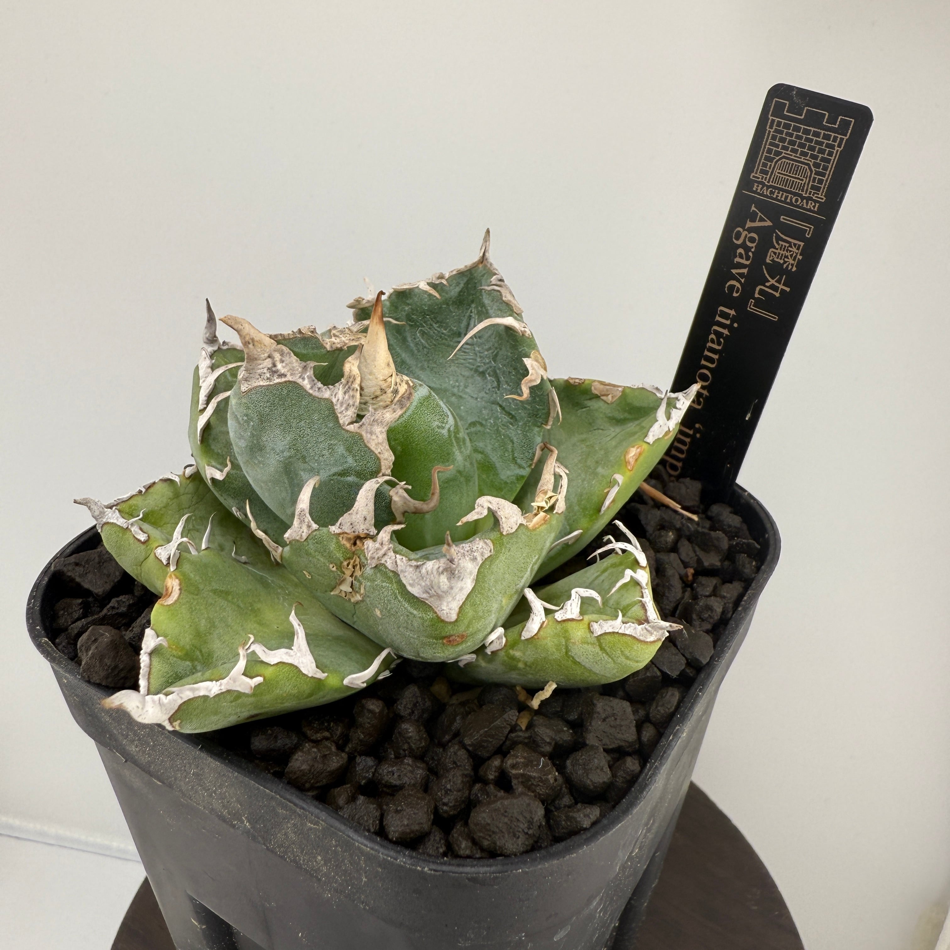 No.1 魔丸 Agave titanota