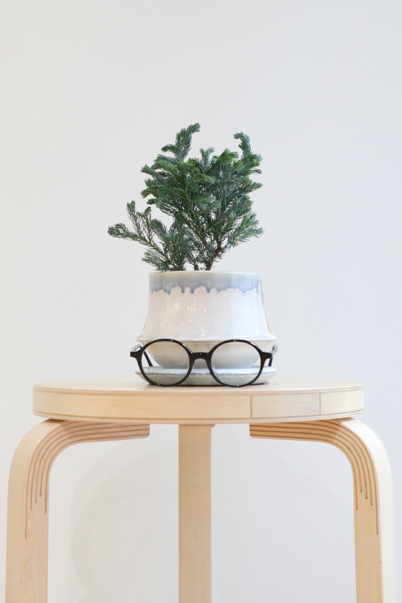 【S】コニファー ボールバード/Chamaecyparis