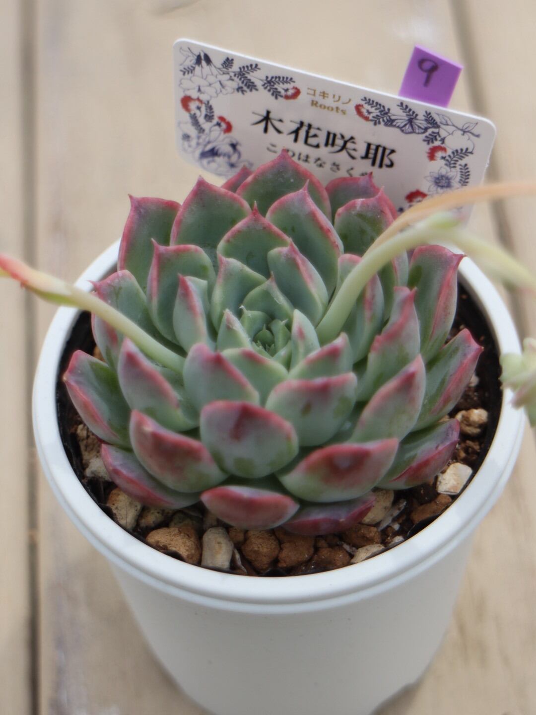 9 木花咲耶(このはなさくや)