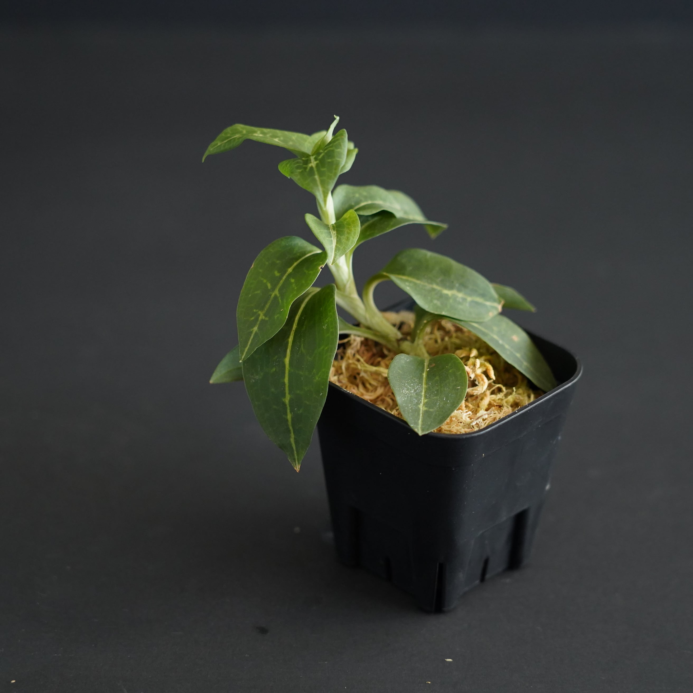 ◇現品◇ミヤマウズラ Goodyera schlechtendaliana【ジュエル