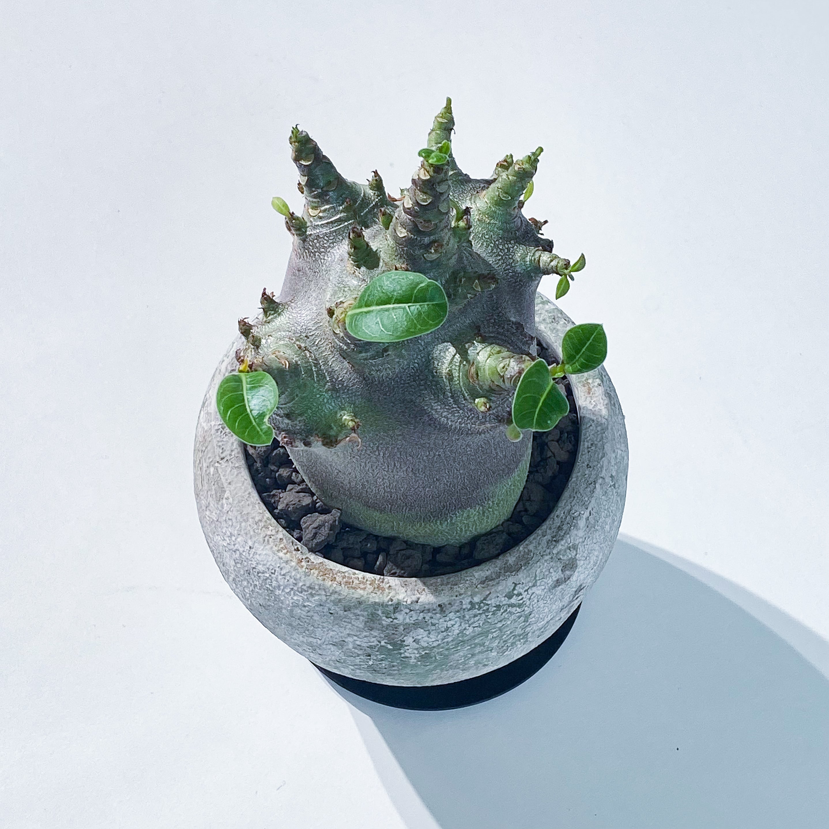 アデニウム・アラビカム・ドワーフ  