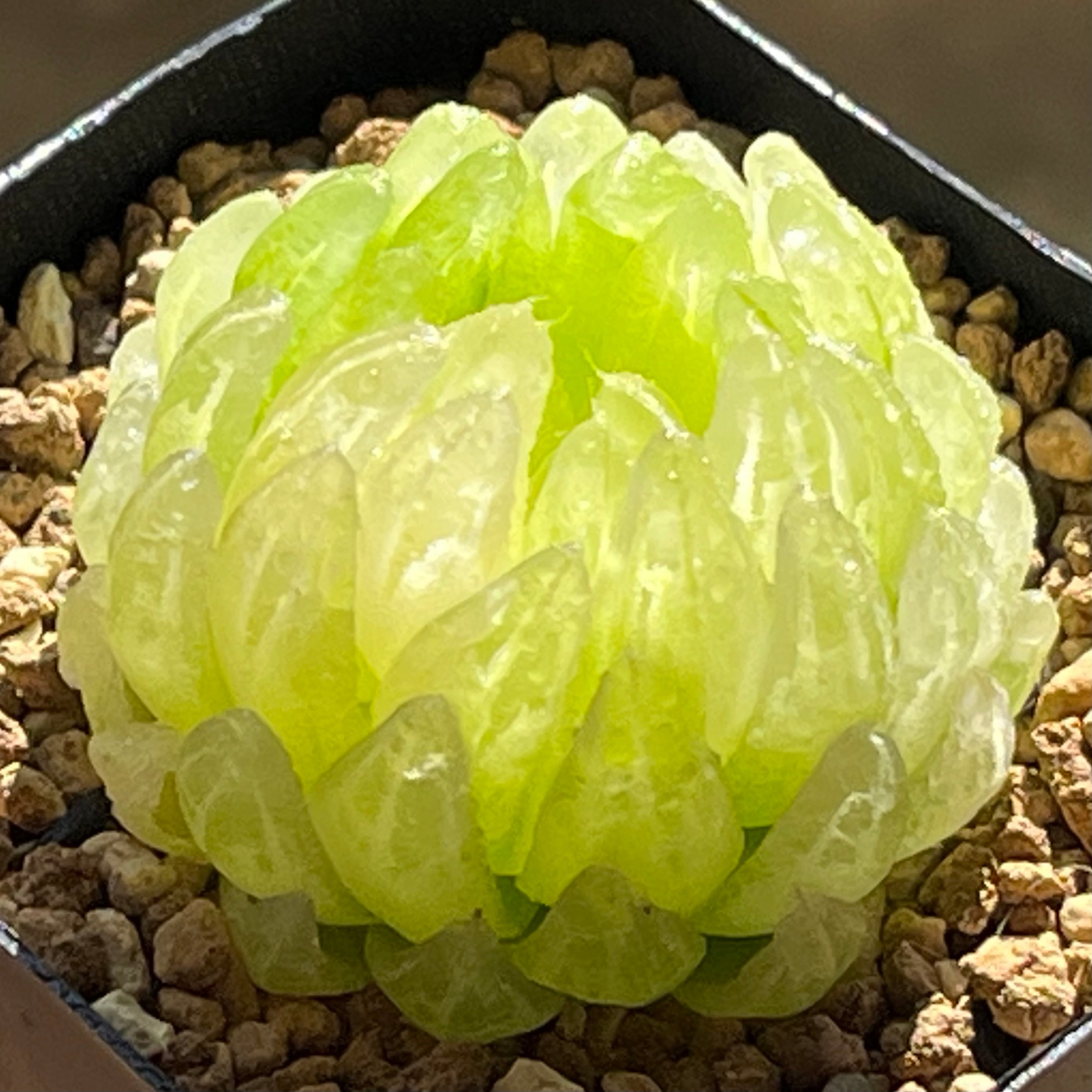 ハオルチア 太陽の恋人(微発根)④ ハオルチア 太陽の恋人(微発根) | mocono_plants