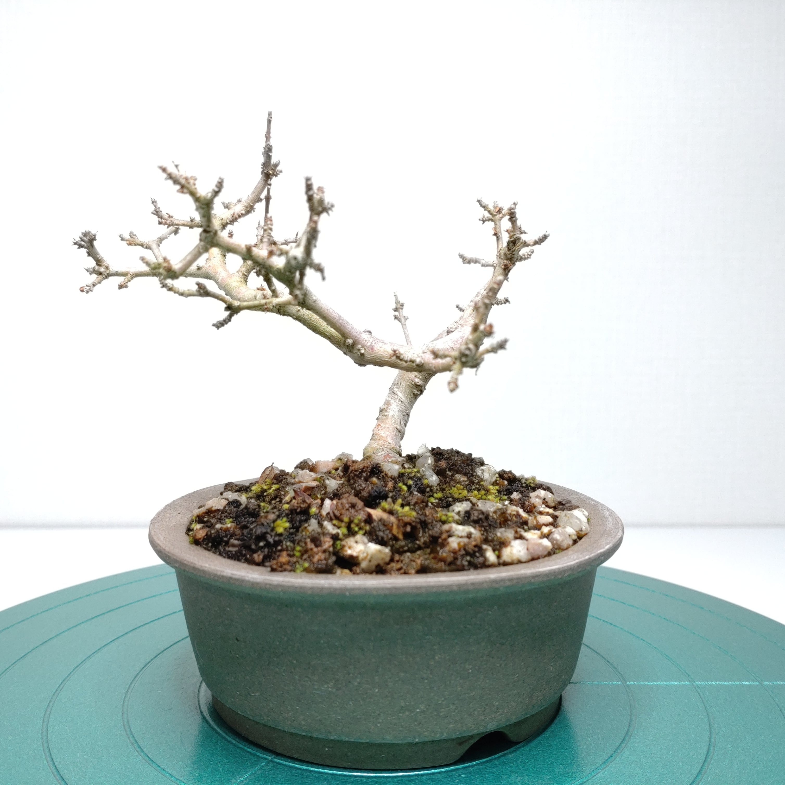 瓜膚楓（ウリハダカエデ）盆栽 S003 【公式通販】