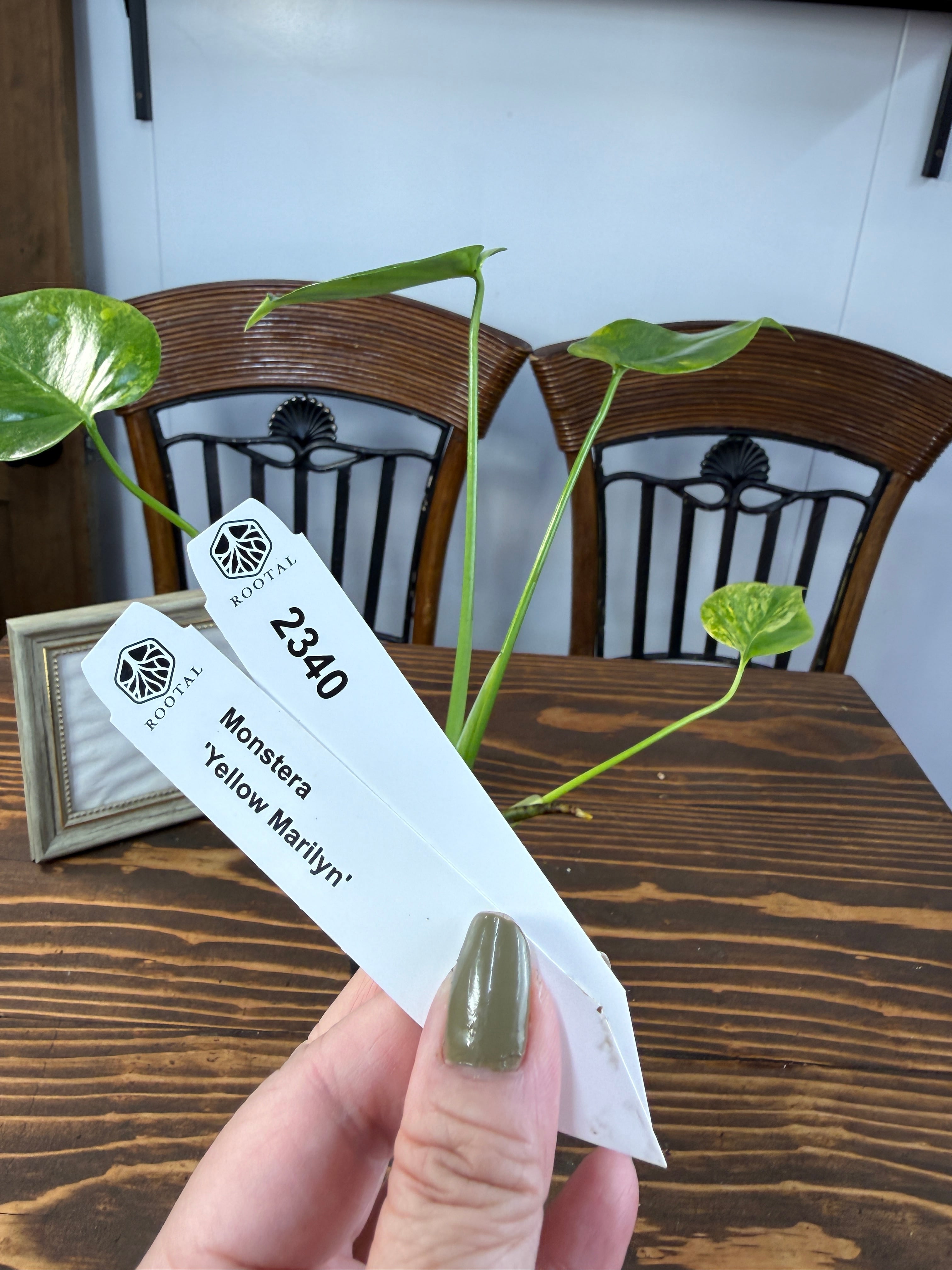 モンステラ | ROOTALPLANTS