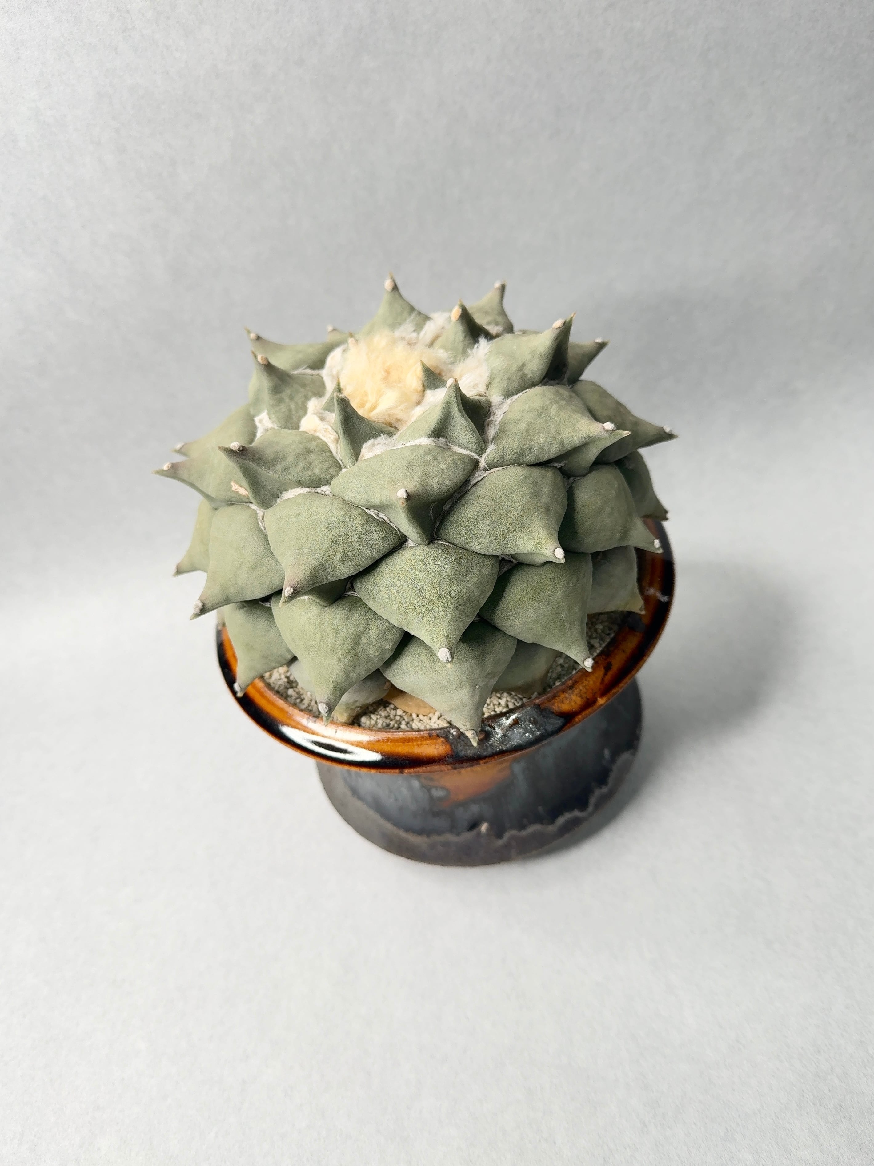 アリオカルプス・花牡丹 | trigger