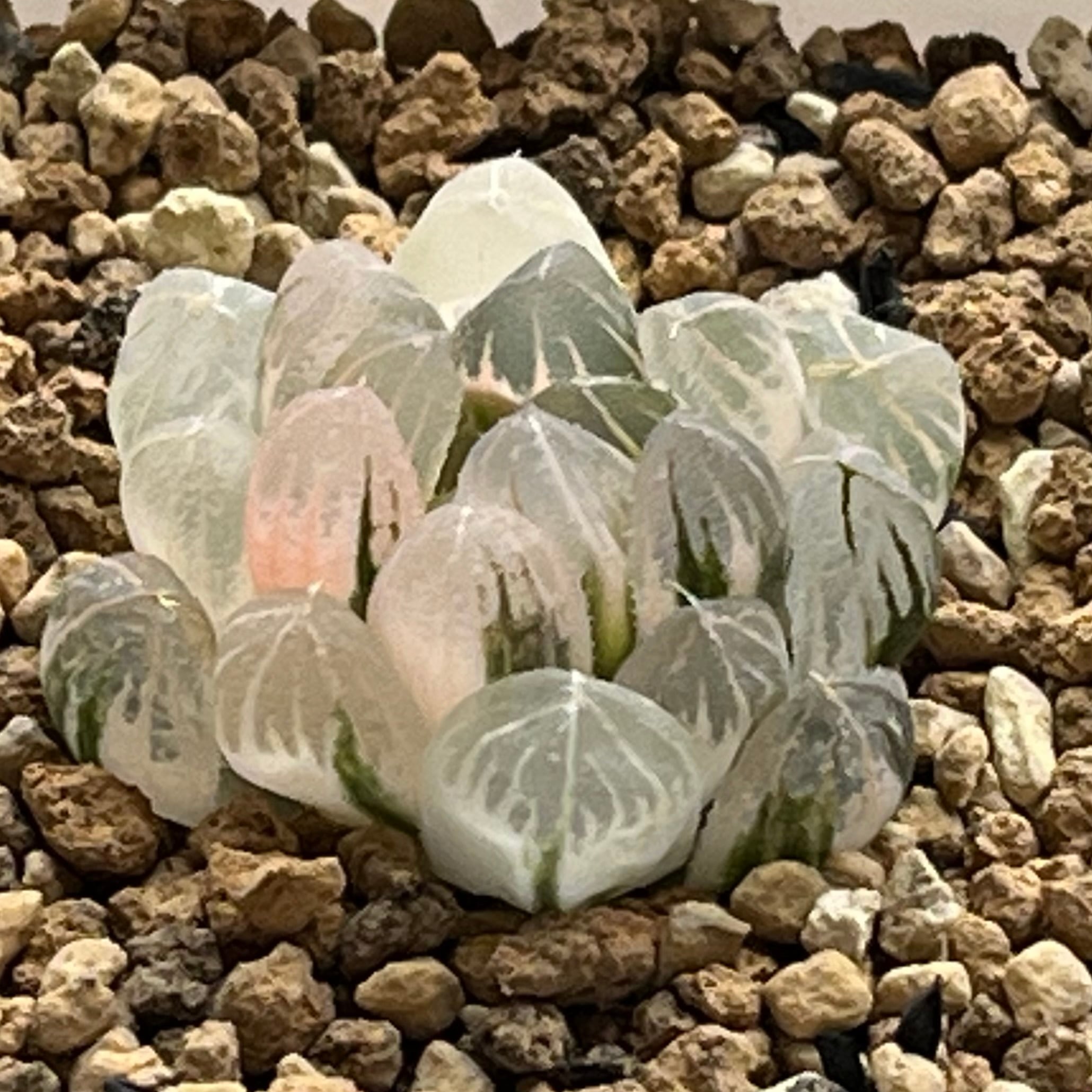錦 | mocono_plants