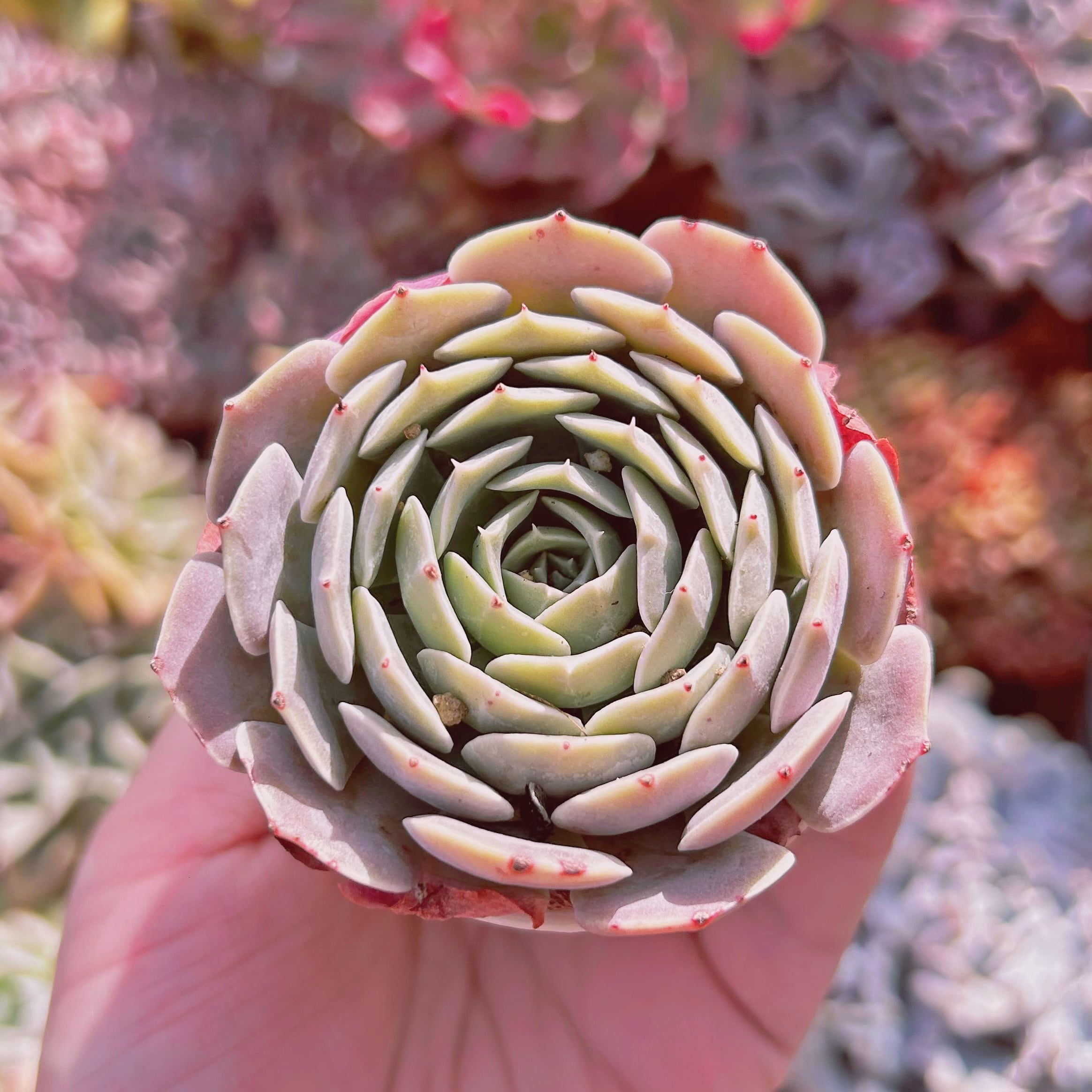 #765現物　多肉植物　天賜(てんし)