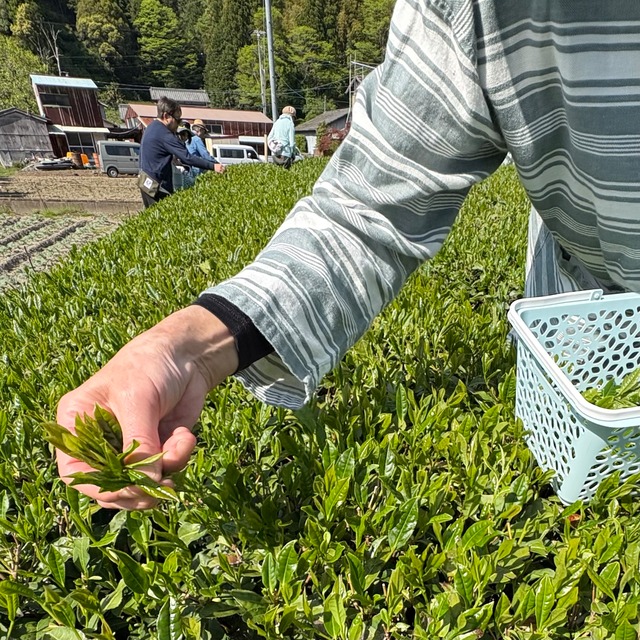 新茶予約【2026みんなで4/29手摘み】First Springはじまりの《くらさわ》花緑茶(くらさわ・リーフ50g)萎凋・浅蒸し