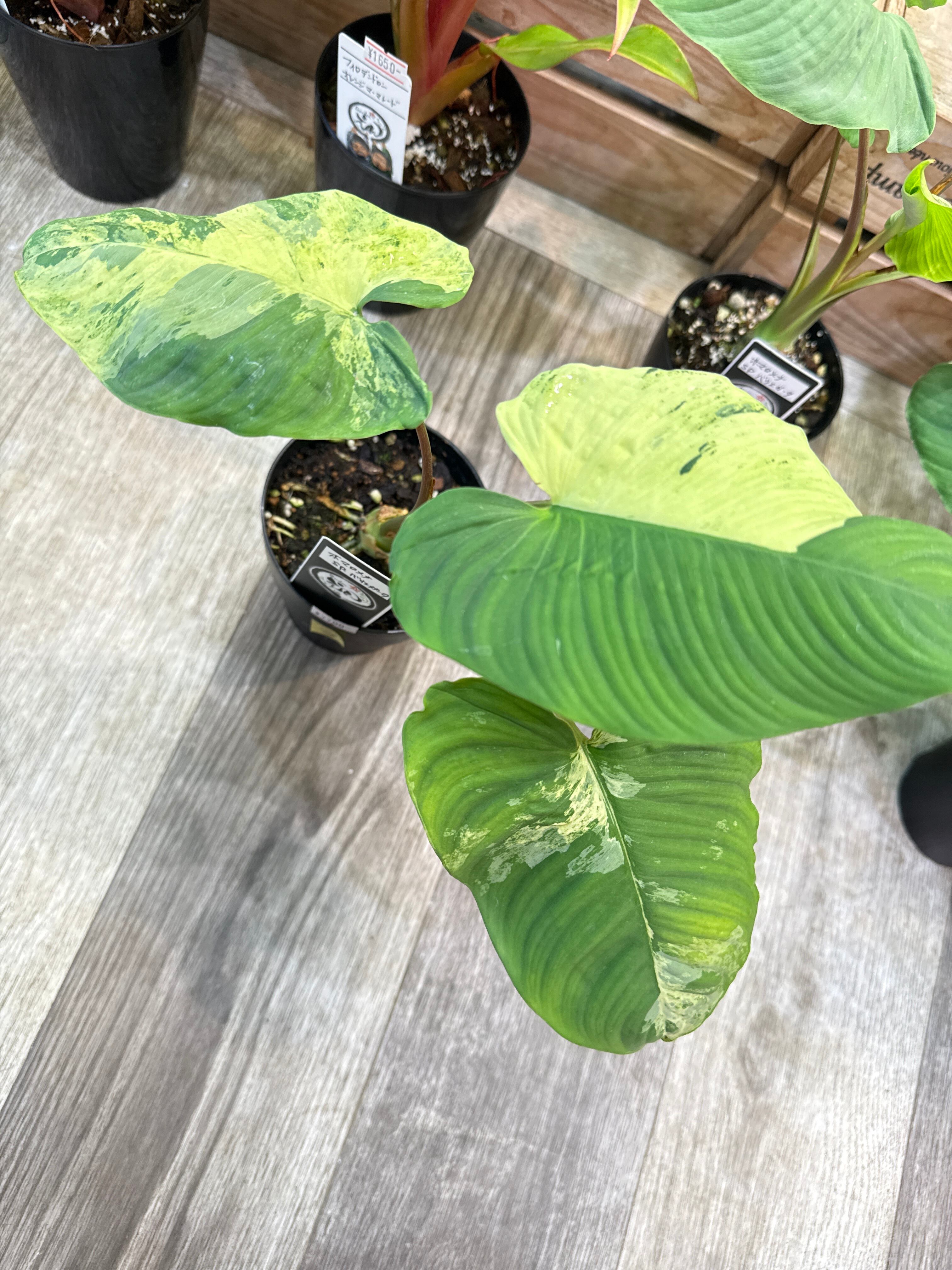 Exotic様専用ご注文決済分 | Gardenえん 【観葉熱帯植物・多肉植物】