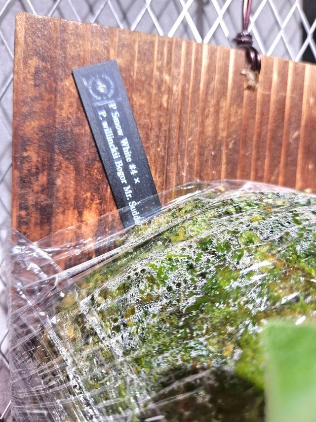 P.Smow White #4 ,  P. willinckii Bogor Mr. Suddan 【artPLANTs/PLANTS GARAGE】ビカクシダ/Platycerium