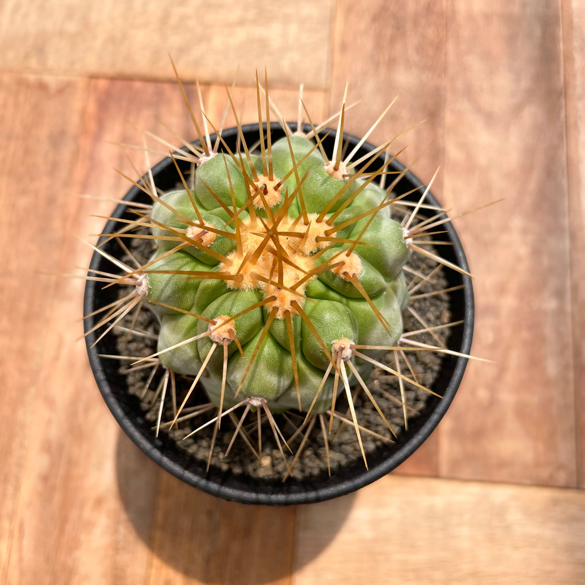 Copiapoa gigantea【コピアポア・ギガンティア・実生】 | RIMO'S GREEN