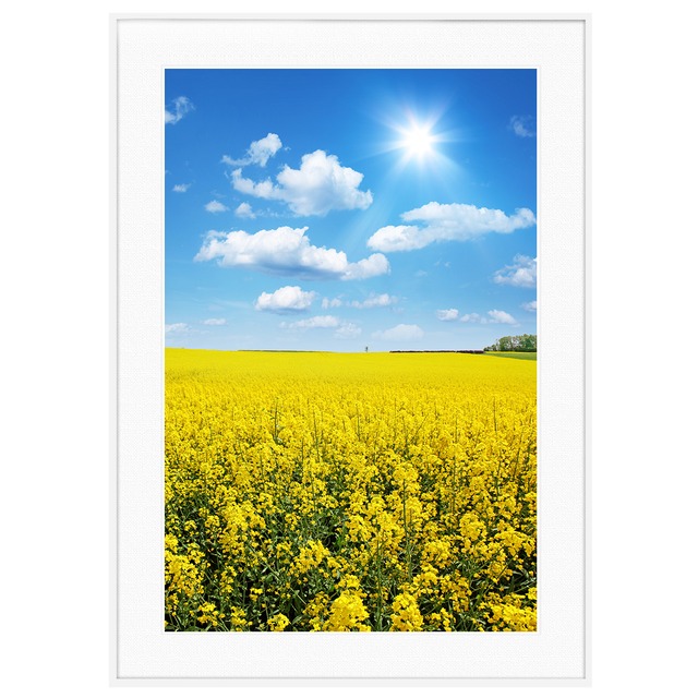 春写真 太陽と菜の花畑 インテリアアートポスター額装 AS0262