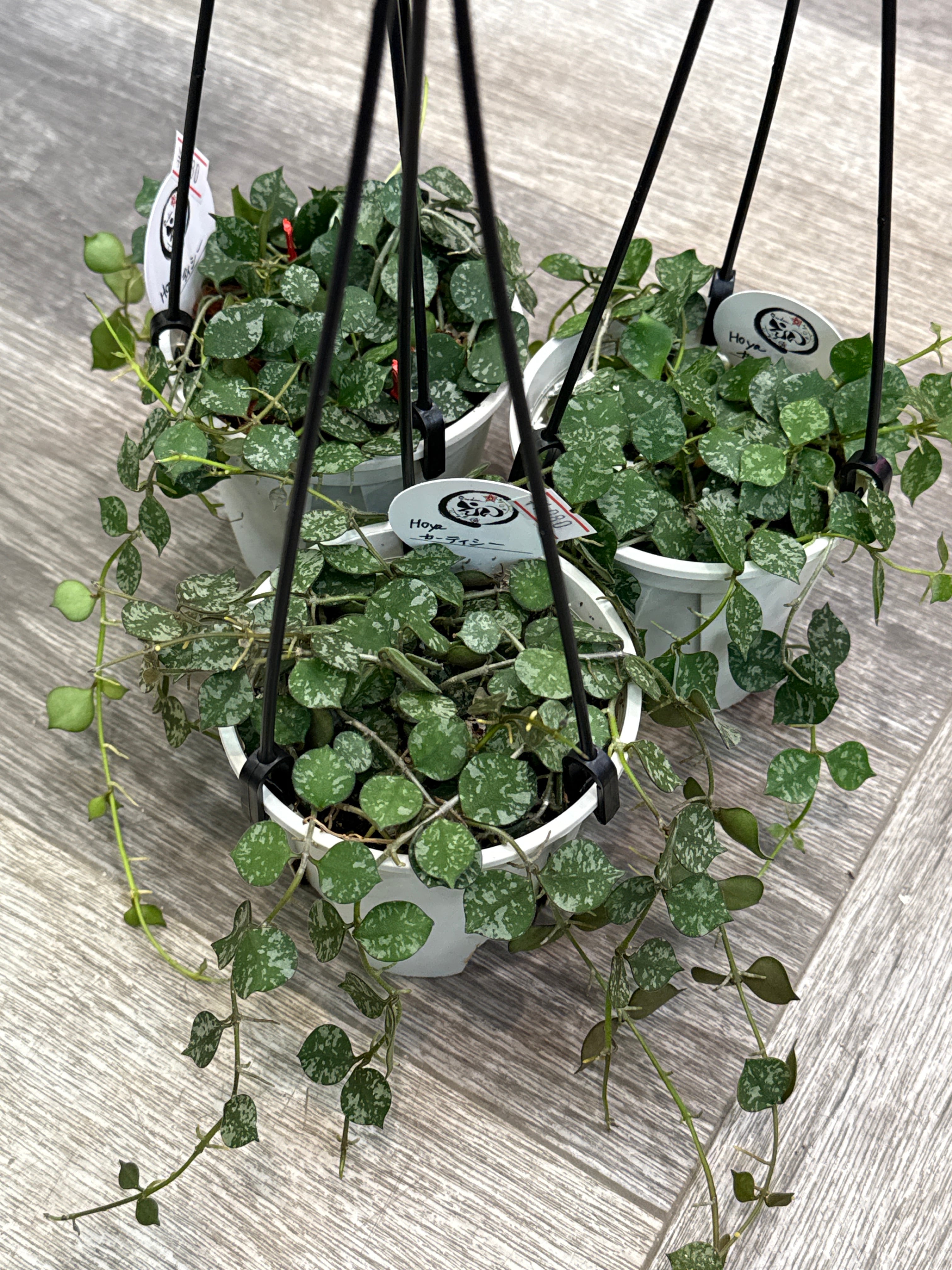 ホヤ カーティシー | Gardenえん 【観葉熱帯植物】