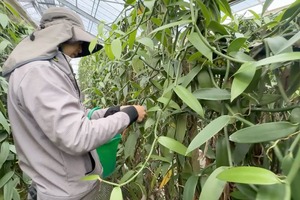 南房総産バニラビーンズ10本 送料込み<こもおか農園>