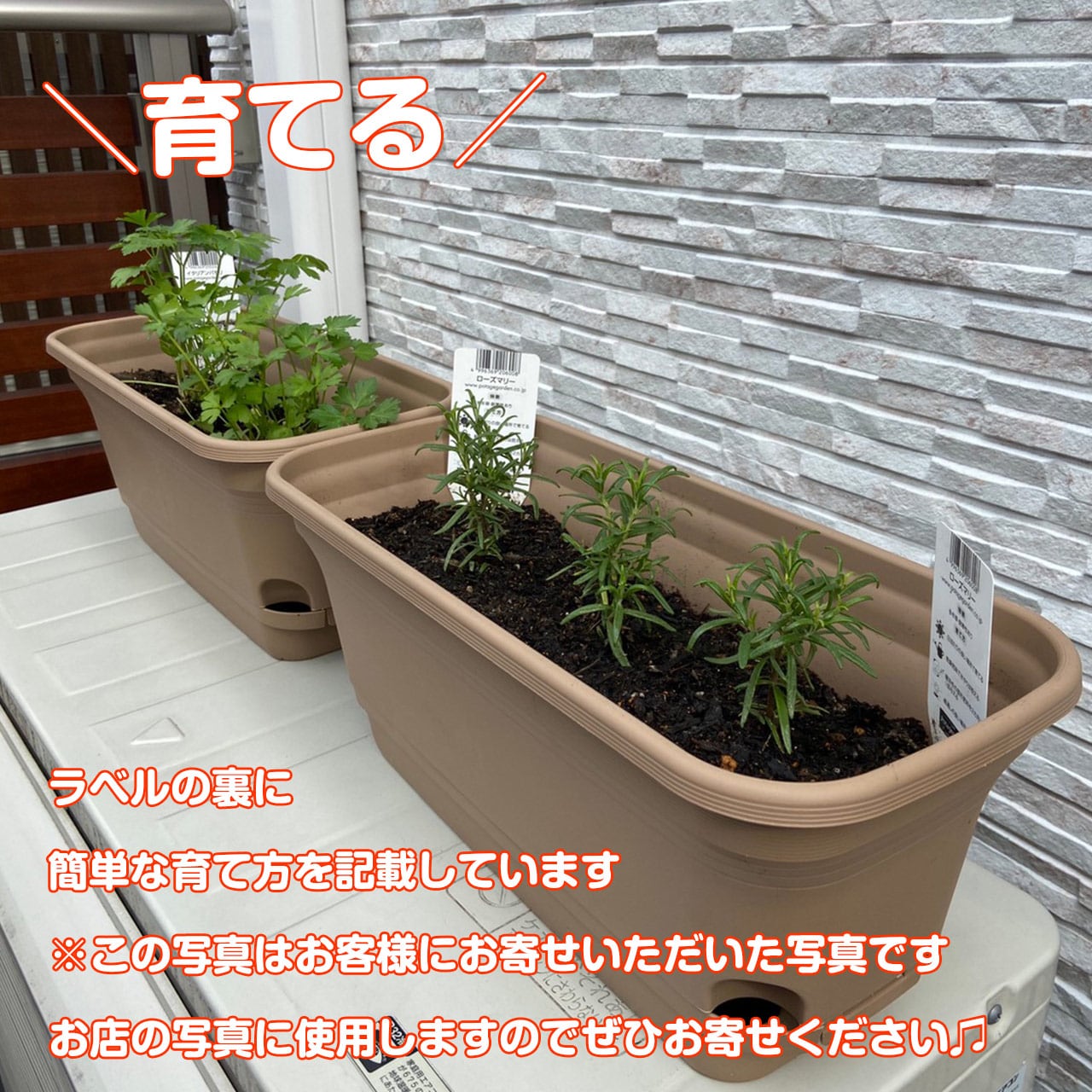 ハーブ 苗 10個 お試しセット | ハーブ苗のポタジェガーデン 本店
