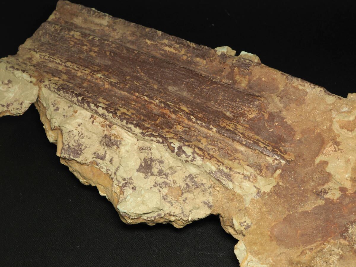 巨大！ノコギリエイの吻【Onchopristis numidus】【全長840mm
