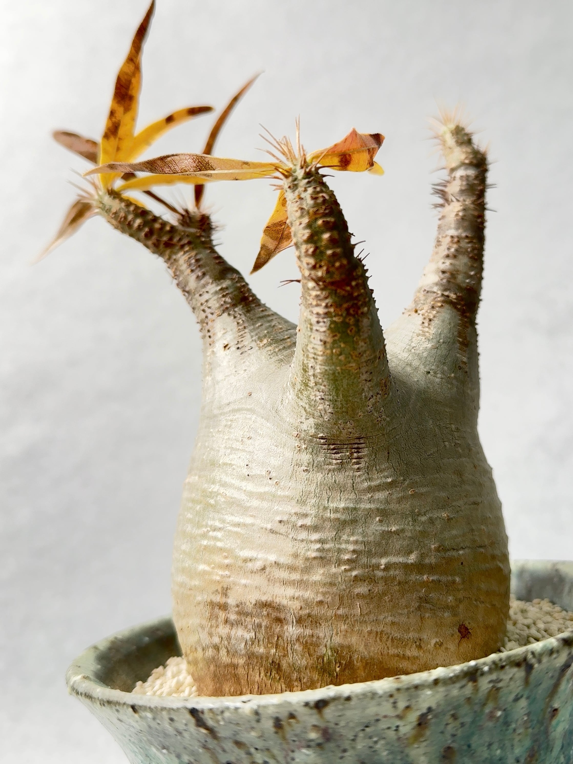 7.パキポディウム・グラキリス | trigger