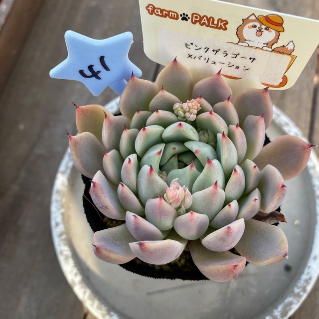 41.farmpalk交配種