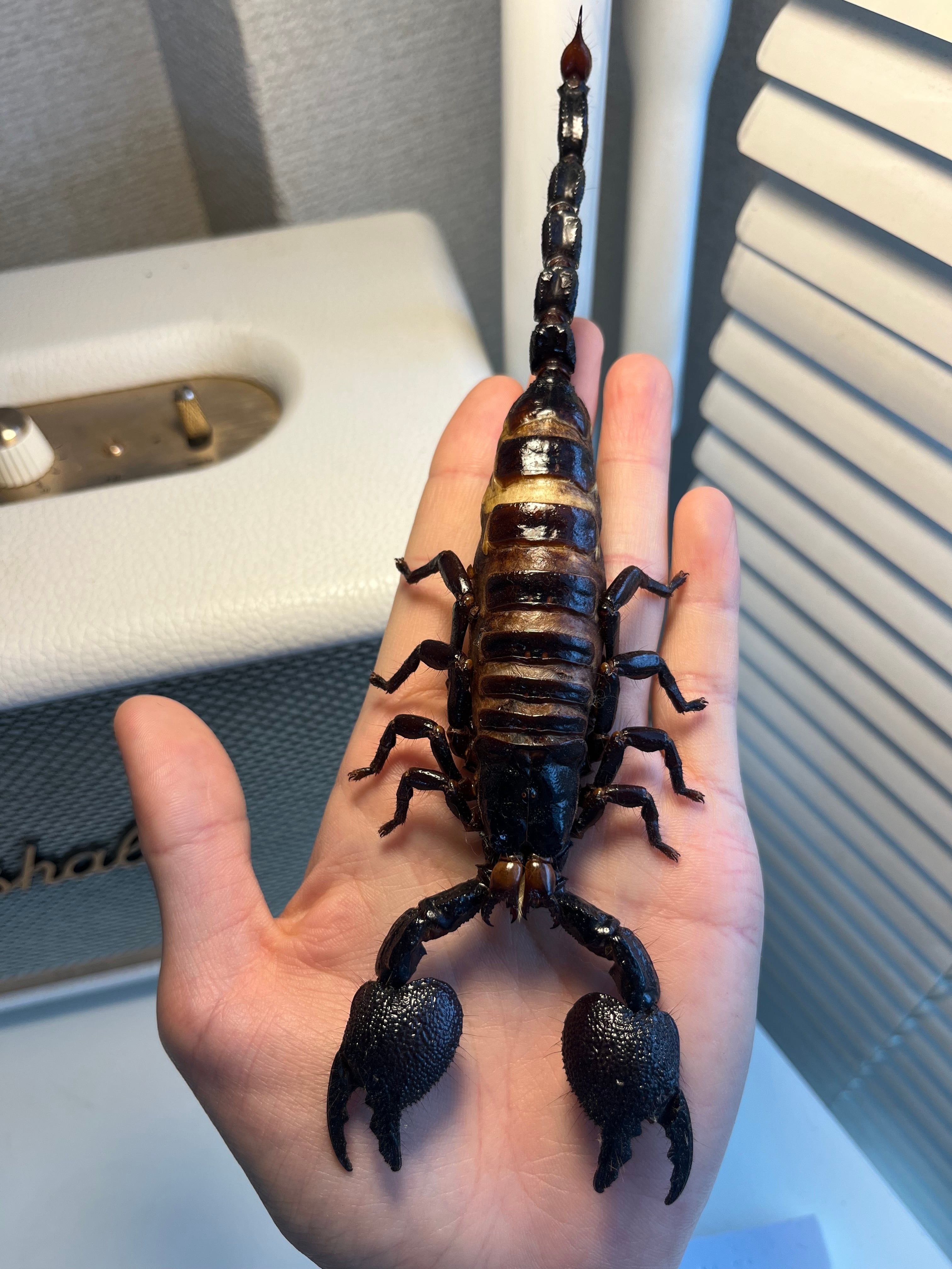 【210mm程】ダイオウサソリ エンペラースコーピオンムカデセンチピードカマ標本 Pandininae | オモニキチュウ