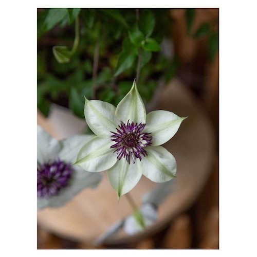 Clematis 'tessen'