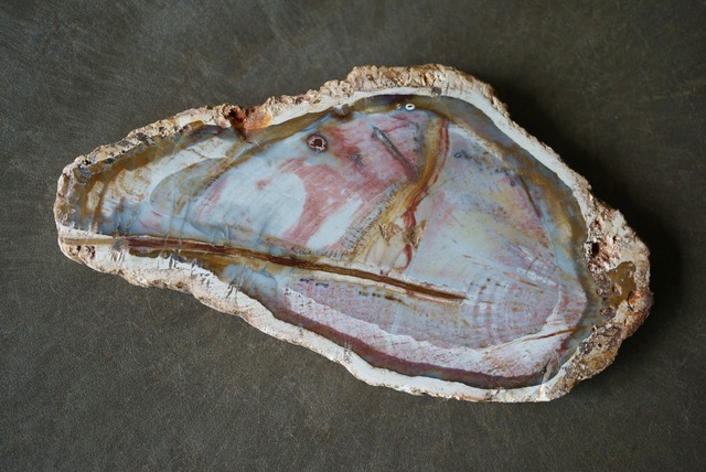 マダガスカル産ペトリファイドウッド Petrified Wood 1269