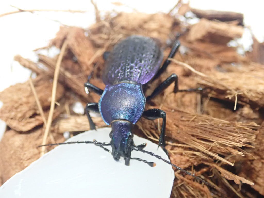 オオコブカブリモドキ/C.ignillus/湖北省.通山産/40.8mm オオコブカブリモドキ/C.ignillus/湖北省.通山産/40.8mm オオコブカブリ