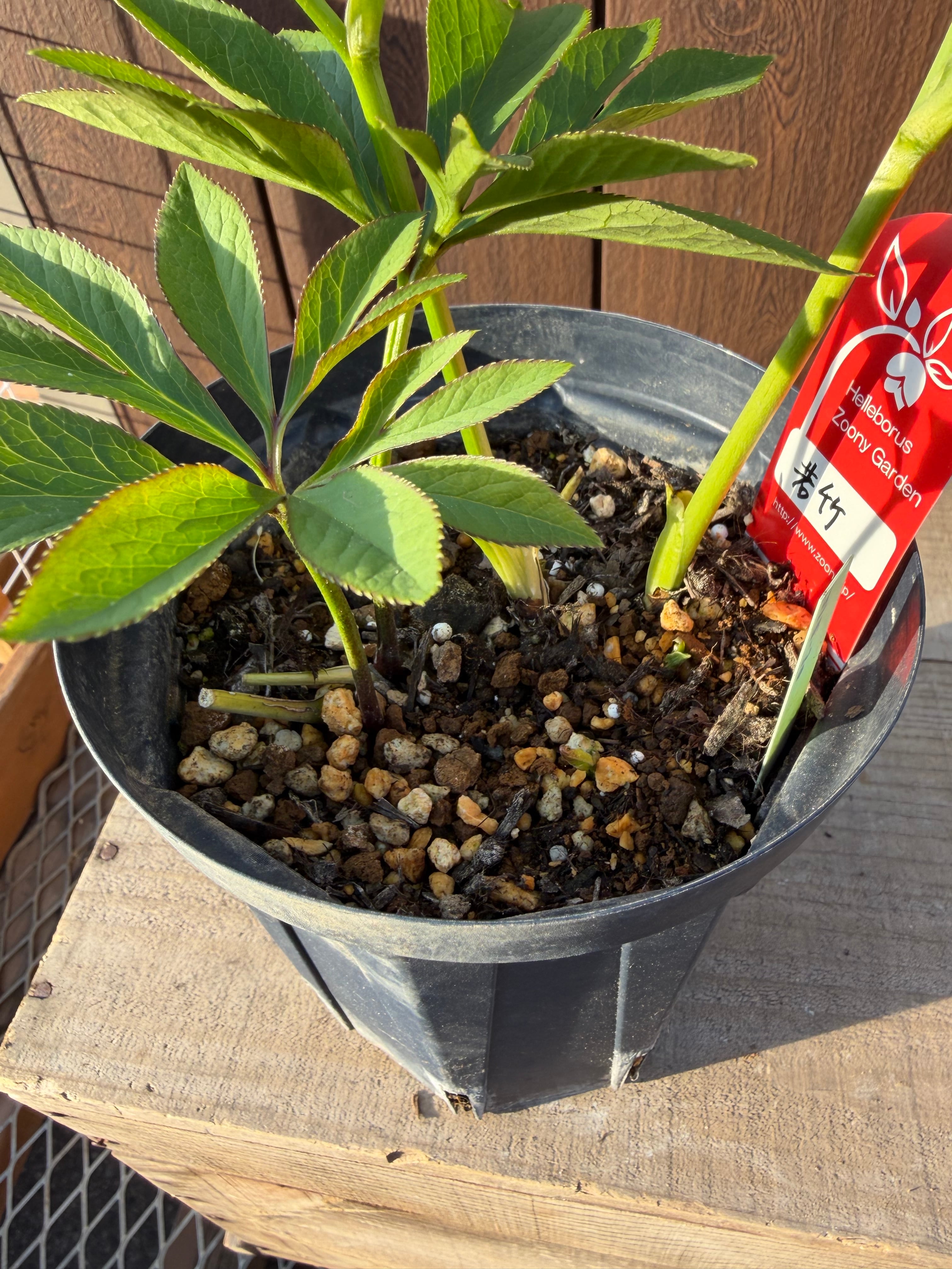 若竹 Zoony Garden クリスマスローズ【Zo06】送料無料 | あしかが