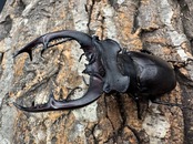 《アクベシアヌスミヤマ 80mm ペア》