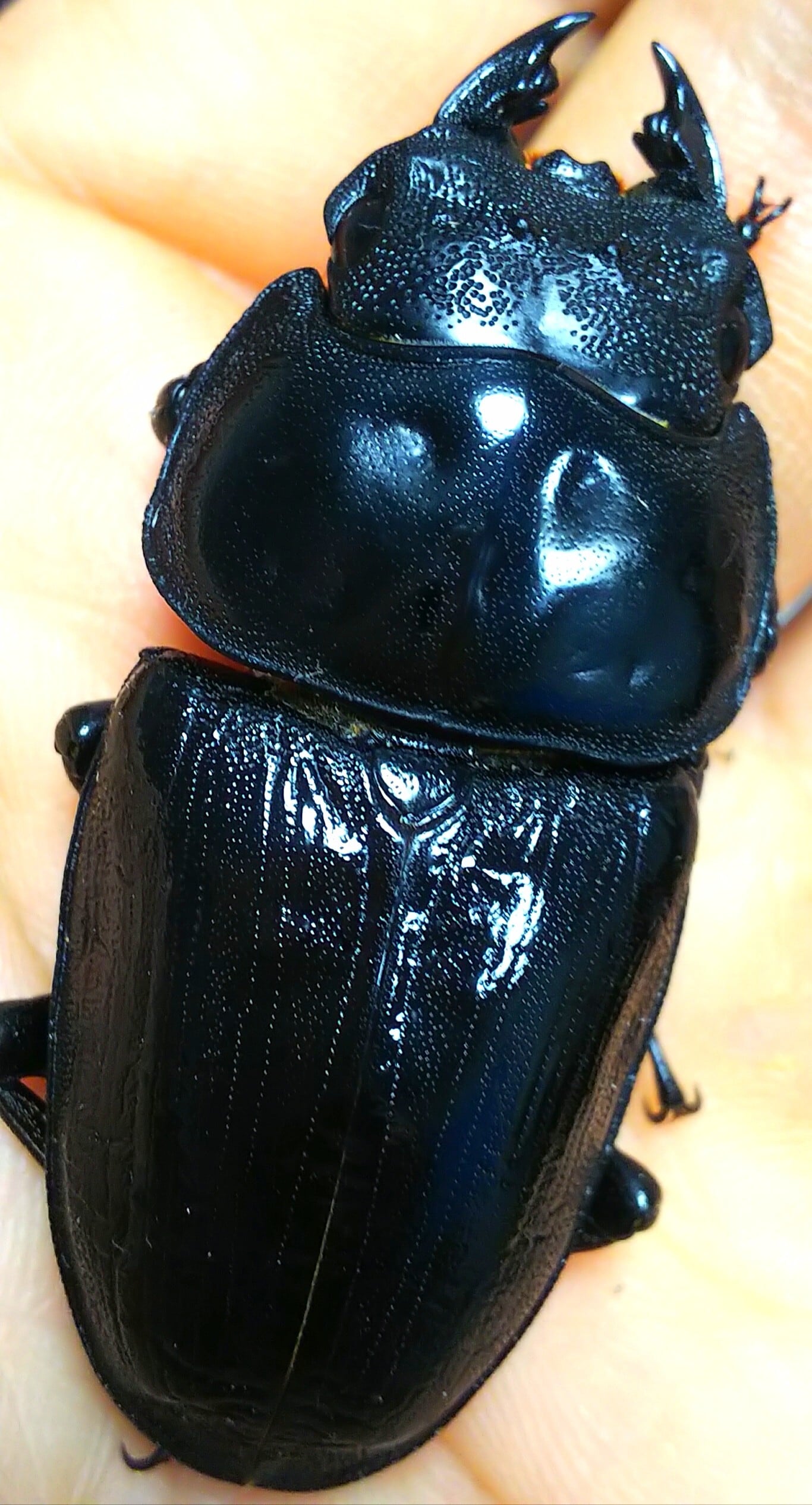 ◇◇極太阿古谷産オオクワ74ミリペア逆ハ入り◇◇SSA顎幅6.4-6.5