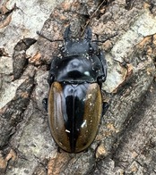 【WD】《ルデキンツヤクワガタ 70.5mm ペア》