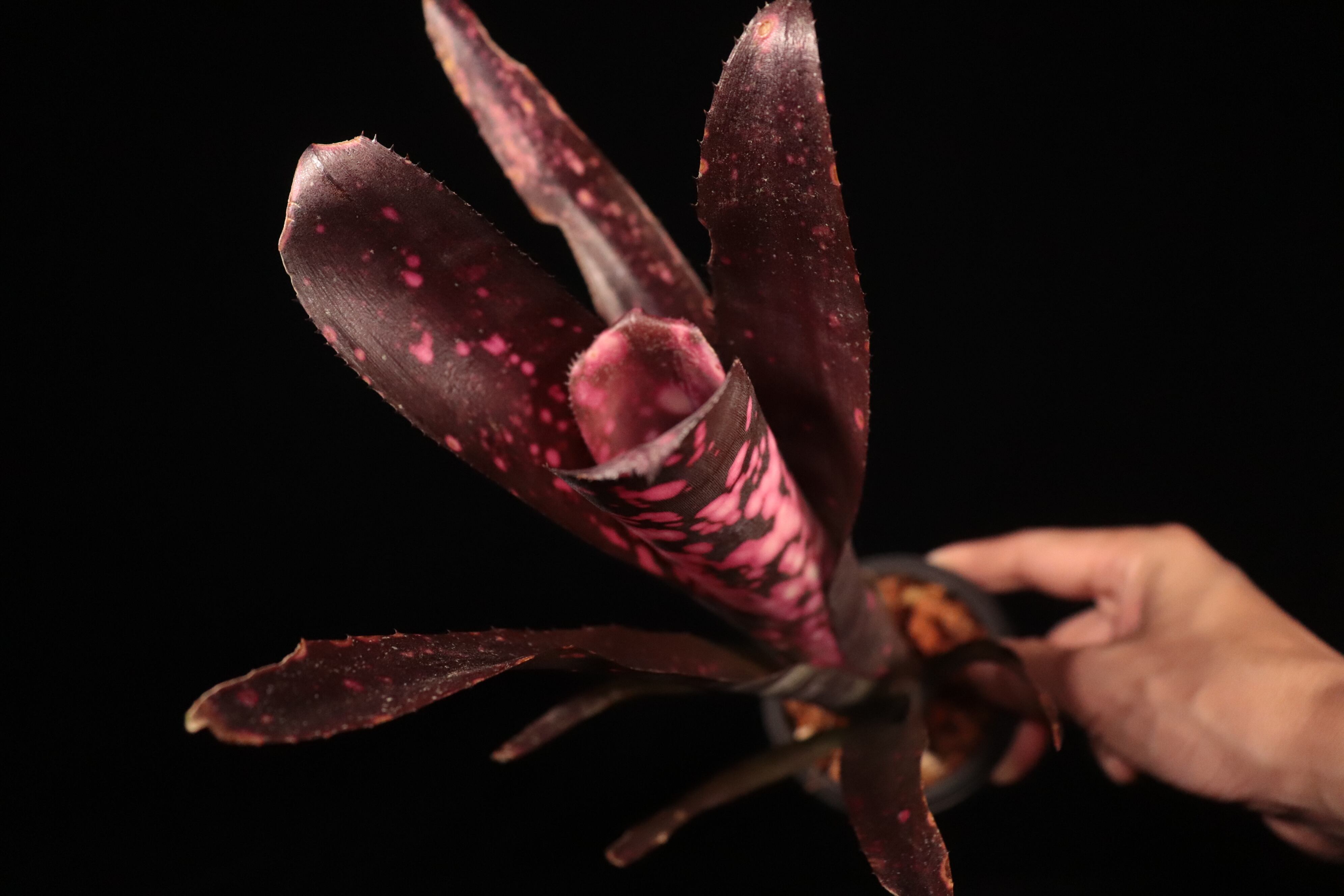 Billbergia 'Incendiary Delight'〔ビルベルギア〕B327 | plane plants