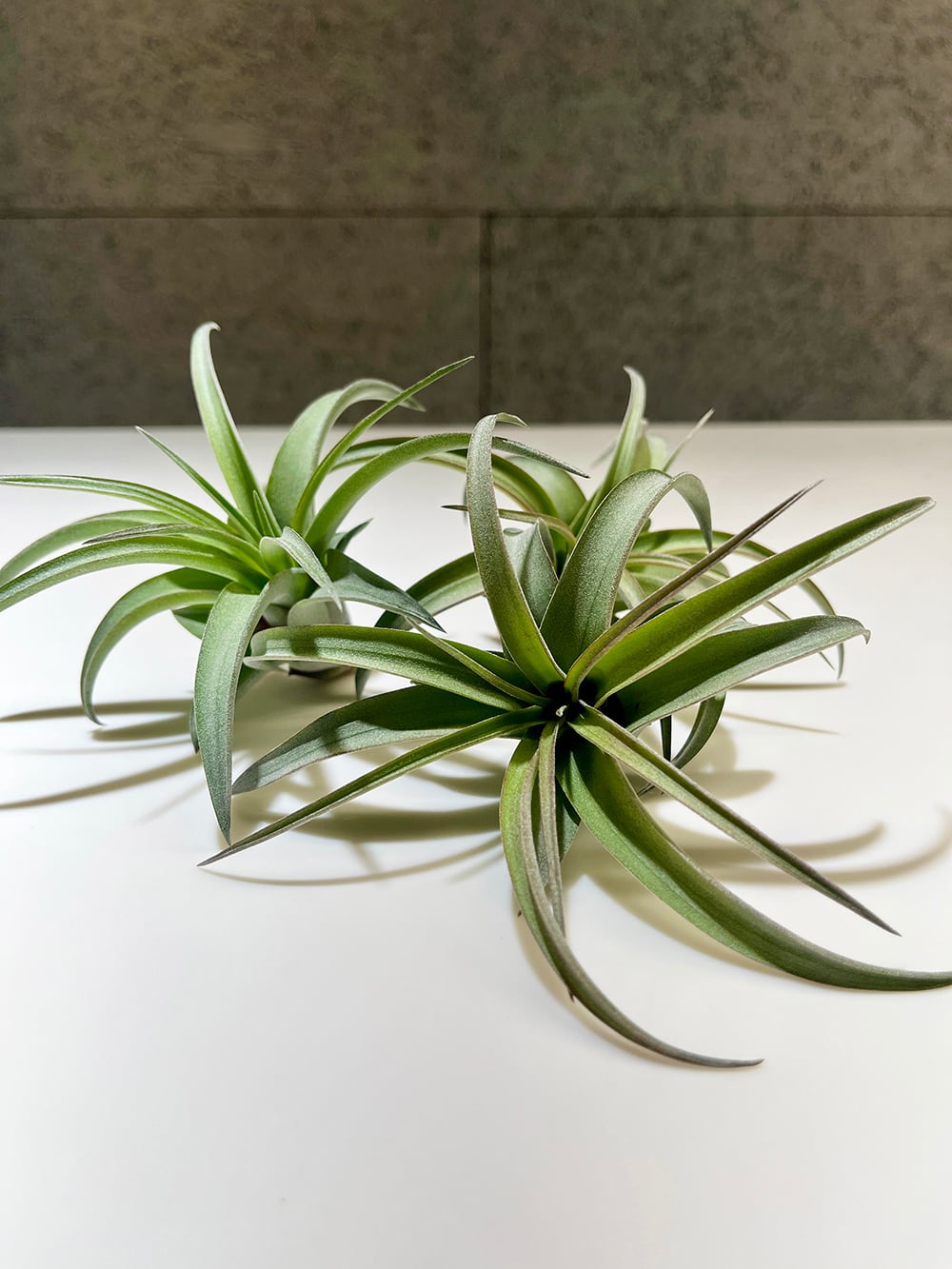 ティランジア エリックノブロック【Tillandsia Eric Knobloch