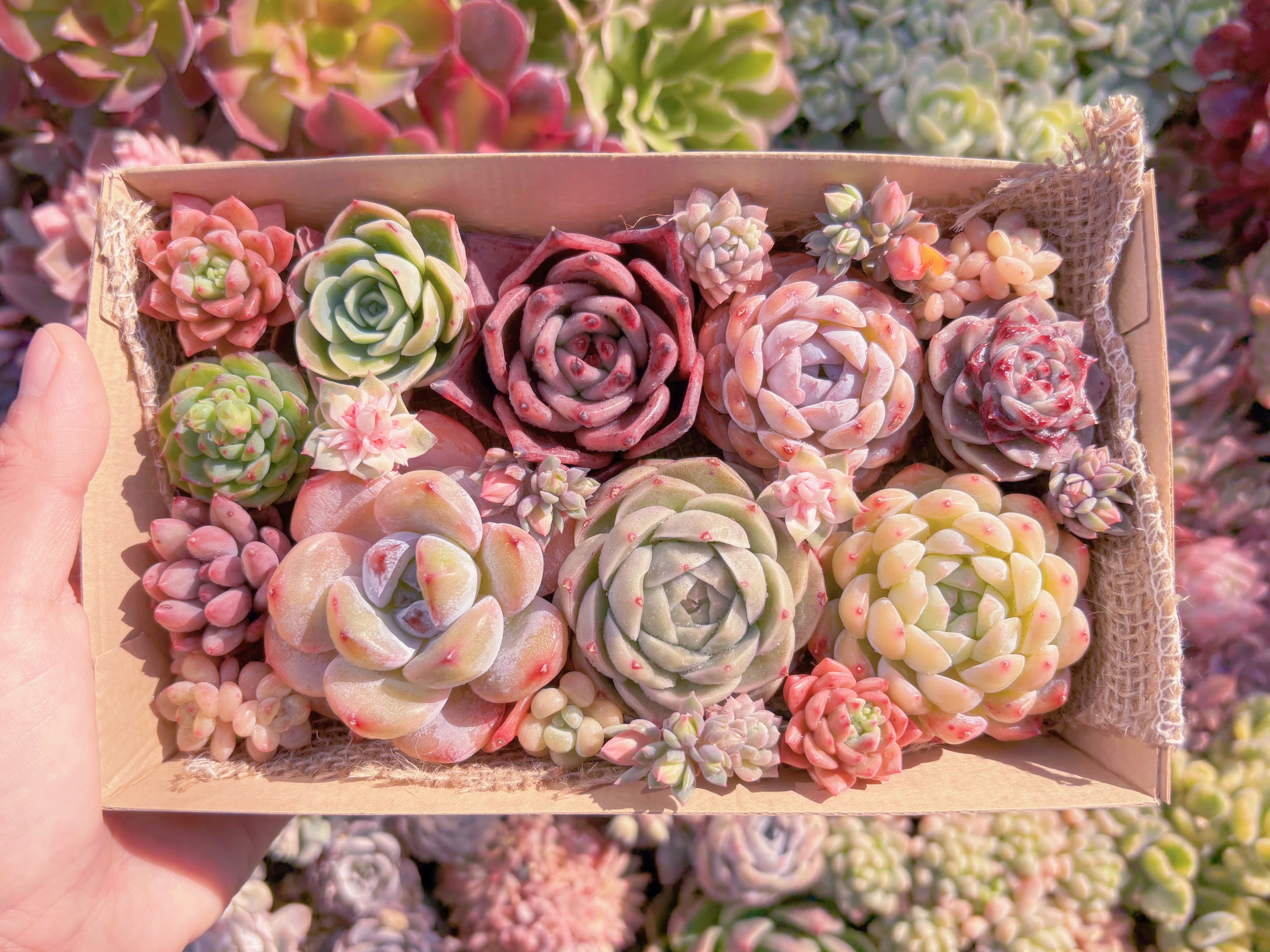 現品　寄せ植えセット#513　12cmx20cm　るる農園