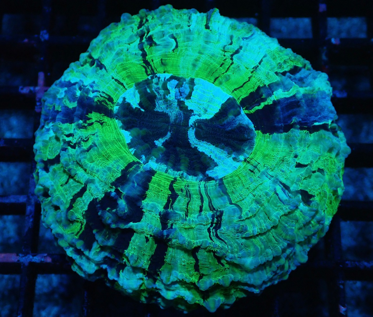 Achanthophyllia Deshayesiana Yellow 3