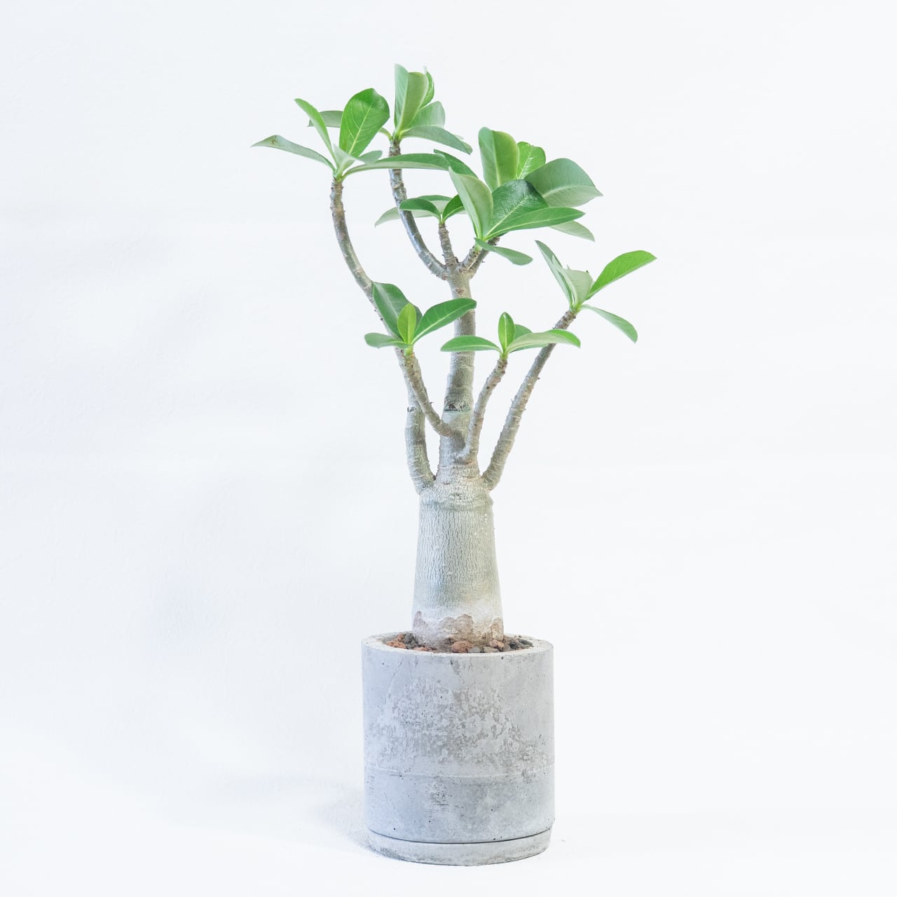 ≪ 多肉植物 ≫木のように整った樹形が魅力なタコ足アデニウムの鉢植え｜シンプルでお部屋を選ばない手作りモルタル鉢