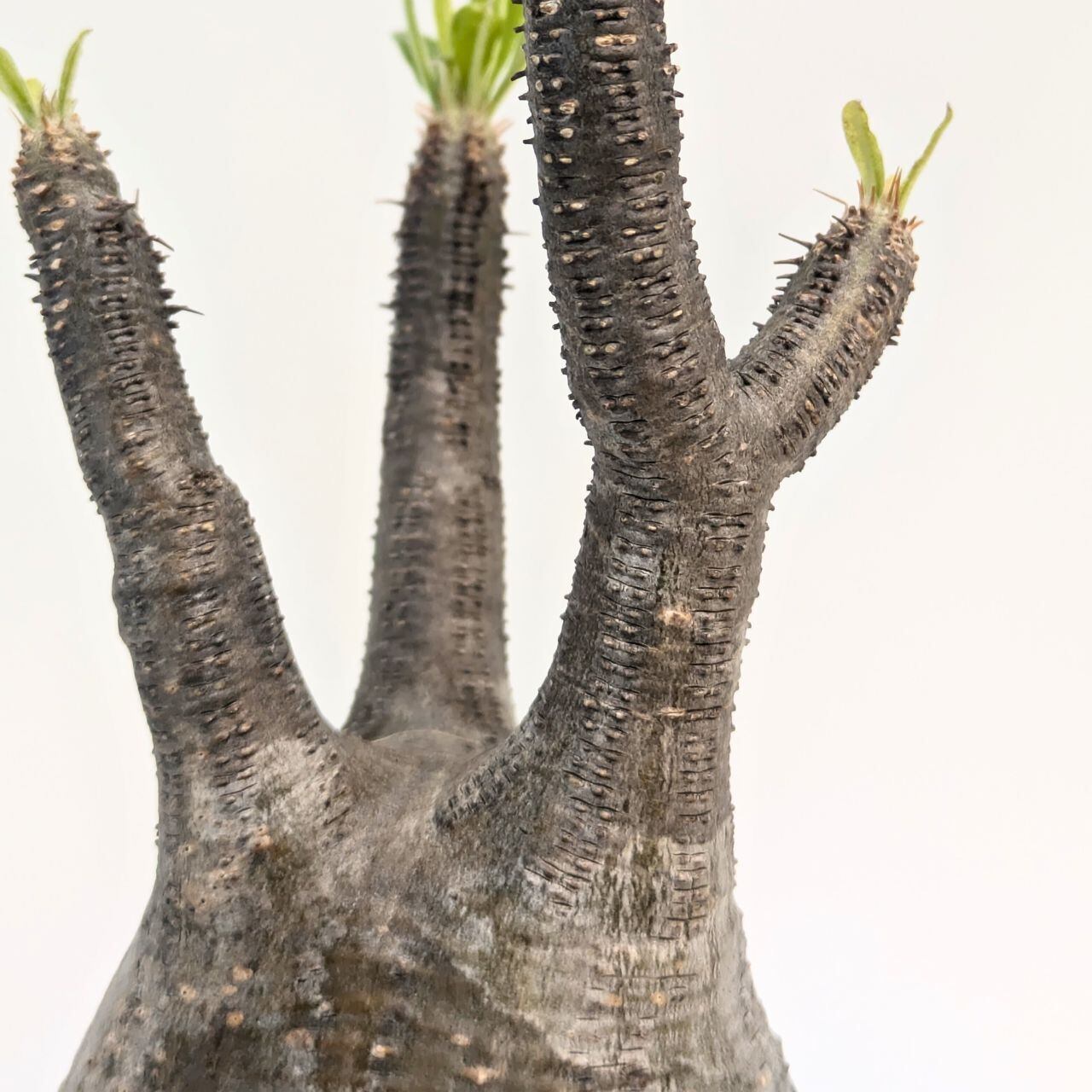 パキポディウム ロスラーツム グラキリス Pachypodium rosulatum var
