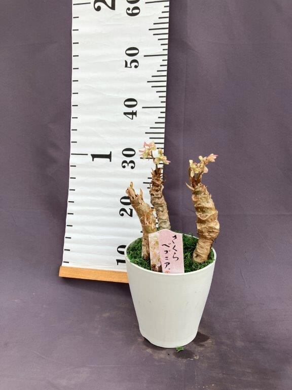 さくらベゴニア 5号鉢 | 日本ライン花木センター さくらベゴニア 5号鉢 | 日本ライン花木センター