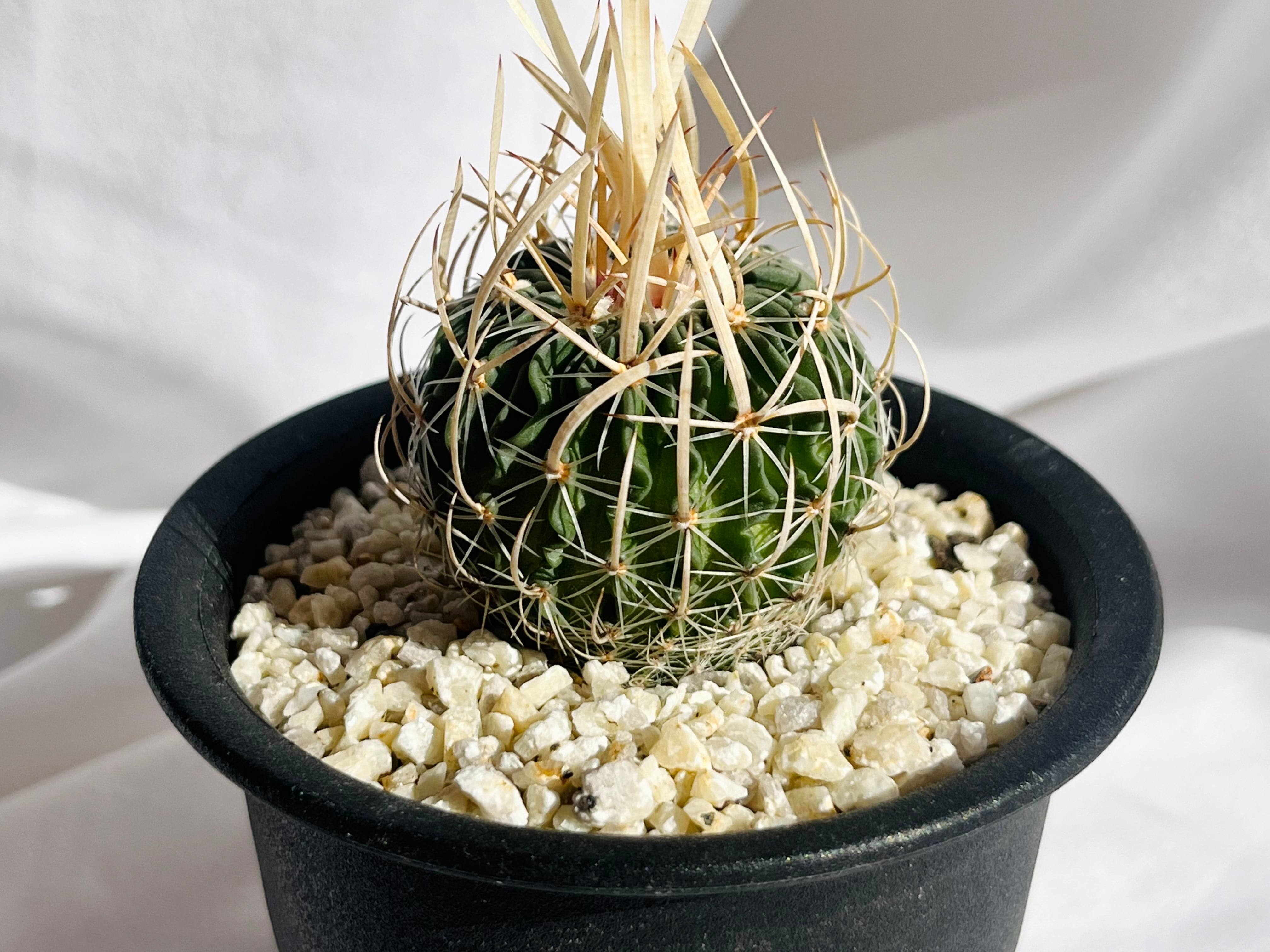 サボテン　エキノフォスロカクタス　振武玉 エキノフォスロカクタス チョコレート振武玉 | 叢 – くさむら – Qusamura